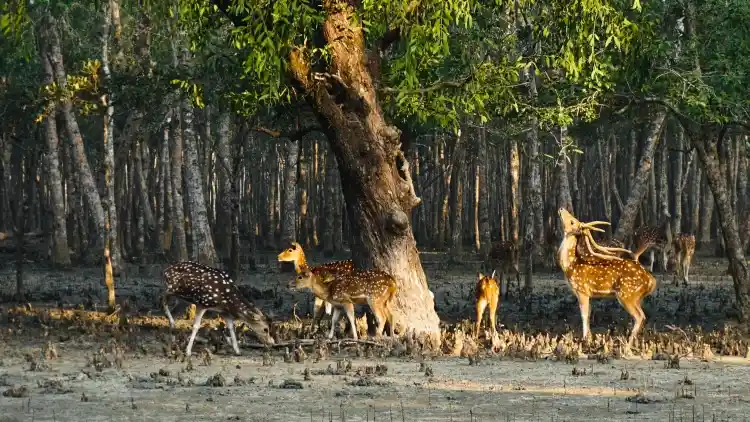 বাংলাদেশী সুন্দরবন