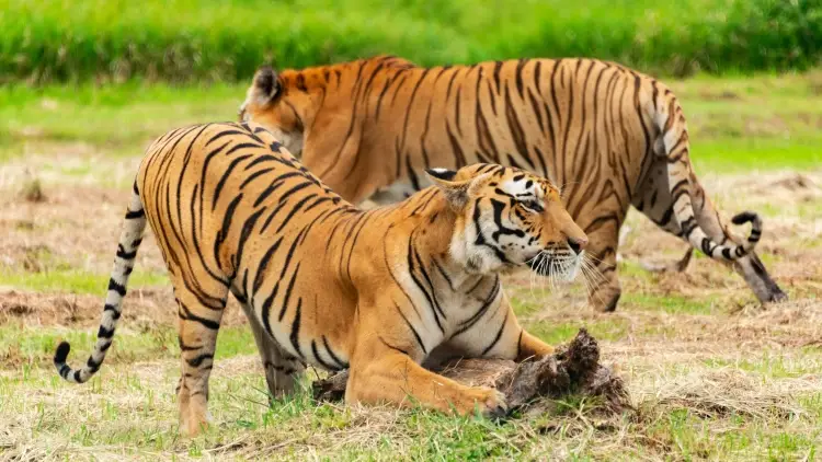 বেঙ্গল টাইগার