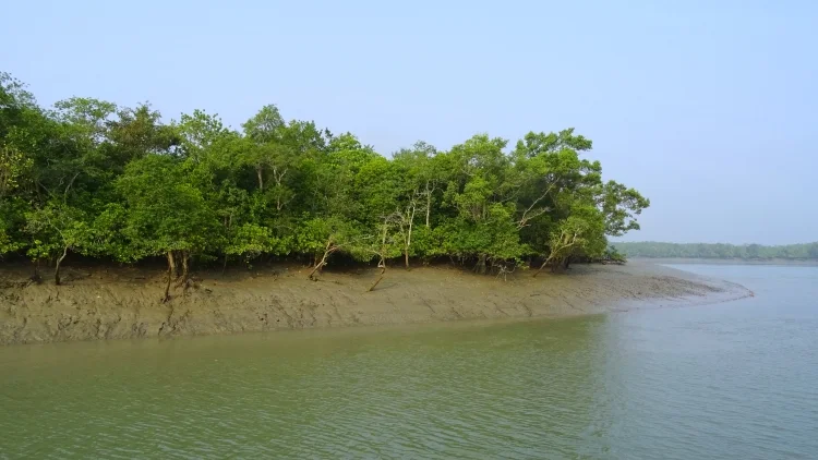 ম্যানগ্রোভ বন