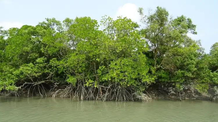 নদীর ধারের গাছ
