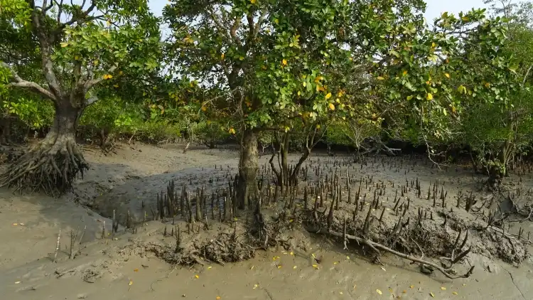 গাছের শ্বাসমূল