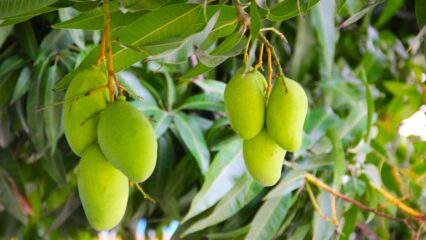 কাঁচা আম থেকে শরবত তৈরির রেসিপি