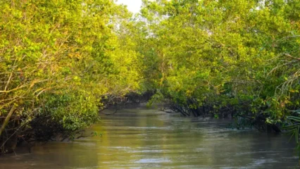 সুন্দরবন