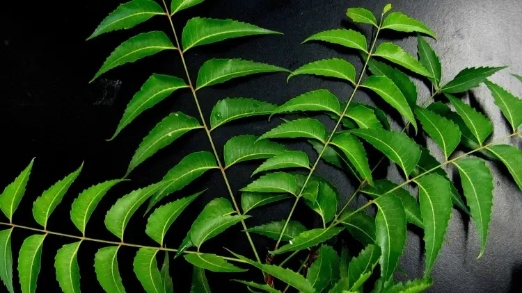নিম পাতা