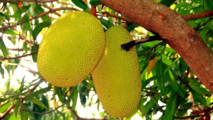 রান্না করুন কাঁচা কাঁঠালের জিভে জল আনা কিছু পদ!