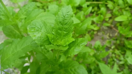 তুলসী
