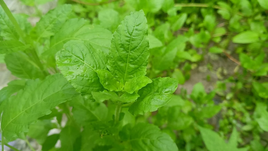 তুলসী